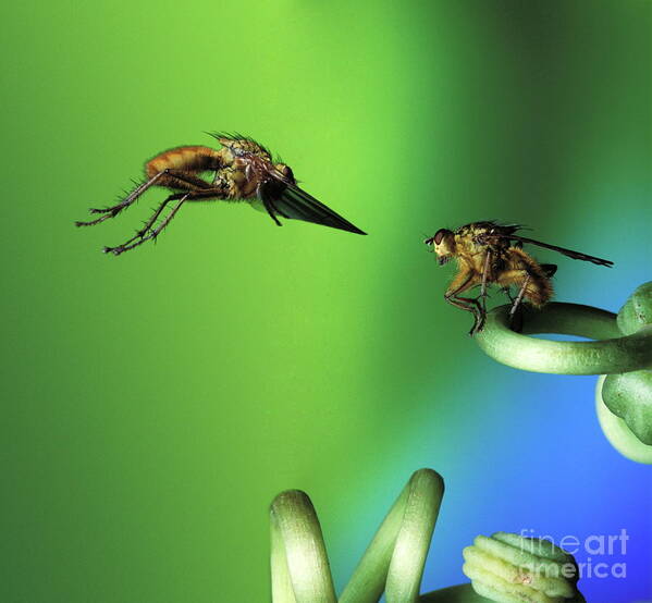 Diptera Poster featuring the photograph Dung Flies by Dr. John Brackenbury/science Photo Library