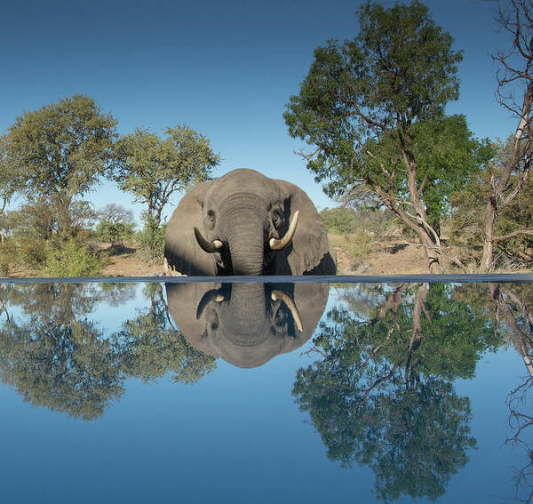 Africa Poster featuring the photograph African Elephant Reflection by Mark Hunter