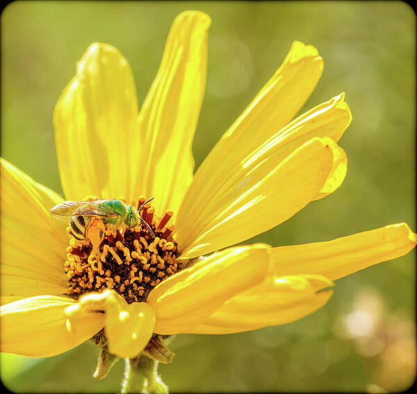 Green Bee Flower Poster featuring the photograph Green Bee Flower by Arthur Bohlmann