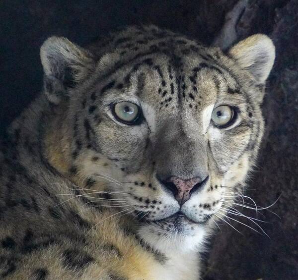 Snow Leopard Poster featuring the photograph Snow Leopard by Susan Rydberg