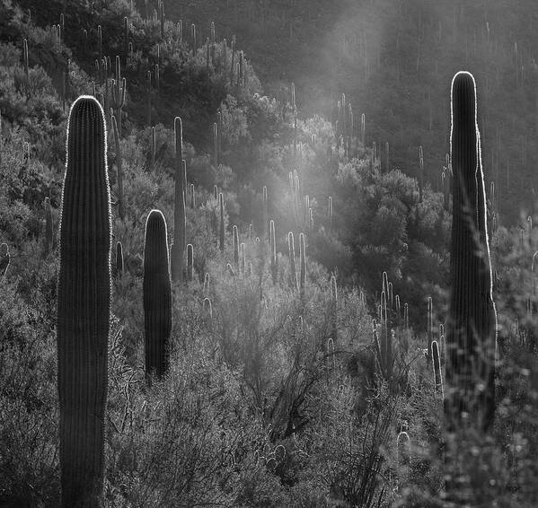 Disk1216 Poster featuring the photograph Sunbean And Saguaros by Tim Fitzharris