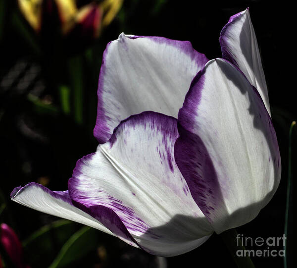 Tulip Poster featuring the photograph Vibrantly by Doug Norkum