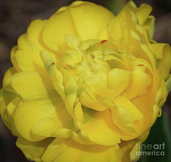 Flowers Poster featuring the photograph Yellow Parrot Tulip by Cathy Donohoue