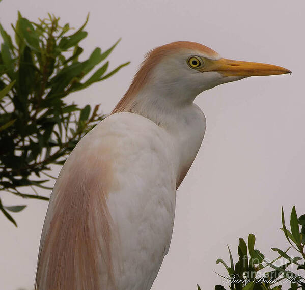 Nature Poster featuring the photograph Young egret by Barry Bohn
