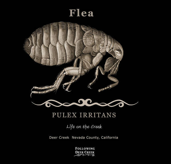 Flea Poster featuring the digital art Flea #1 by Lisa Redfern