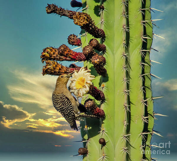 Woodpecker Poster featuring the photograph Arizona Gila Woodpecker on Cacti by Karen Cox