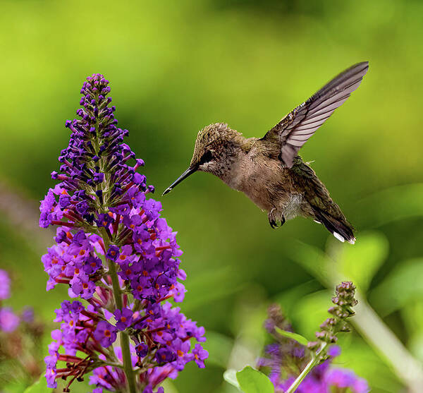 Hummingbird Poster featuring the photograph Baby Hummer by Minnie Gallman