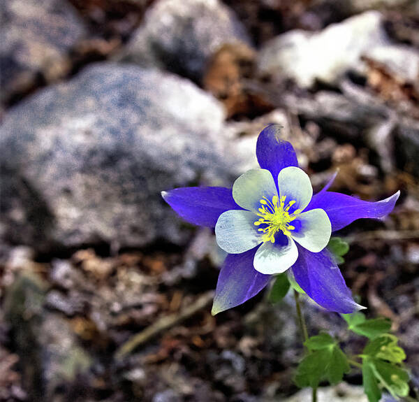 Columbine Poster featuring the photograph Blue Columbine by Bob Falcone
