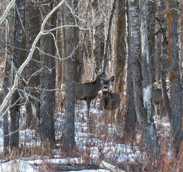 Deer Poster featuring the photograph Deer In Winter Woods by Karen Rispin