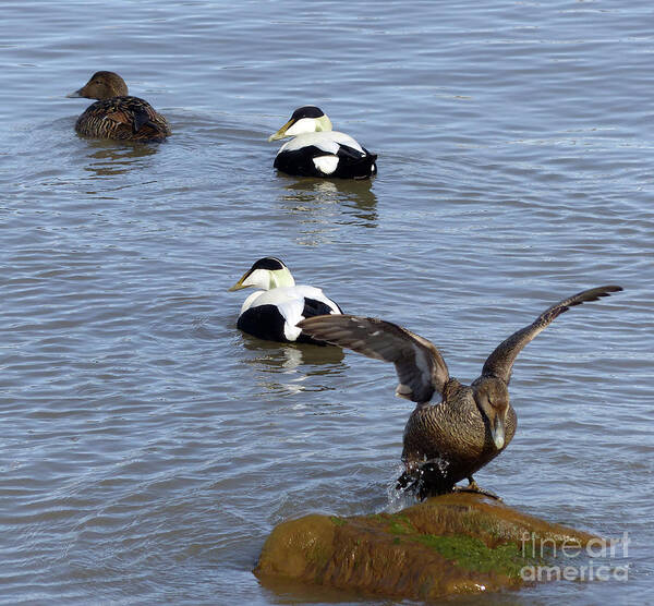 Eider Ducks Poster featuring the photograph Eider ducks by Phil Banks