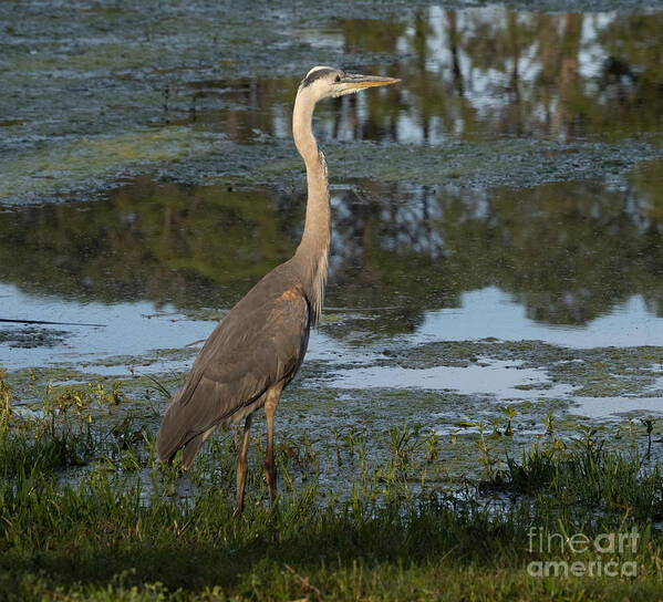 Great Blue Heron Poster featuring the photograph Great Blue Heron at Sunrise at Taylor Park by L Bosco