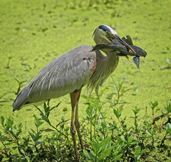 Birds Poster featuring the photograph Great Blue Heron with Fish No 2 by Steve DaPonte