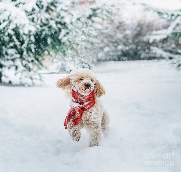 Dog Poster featuring the photograph Happy little dog with red scarf playing in the snow. by Jelena Jovanovic