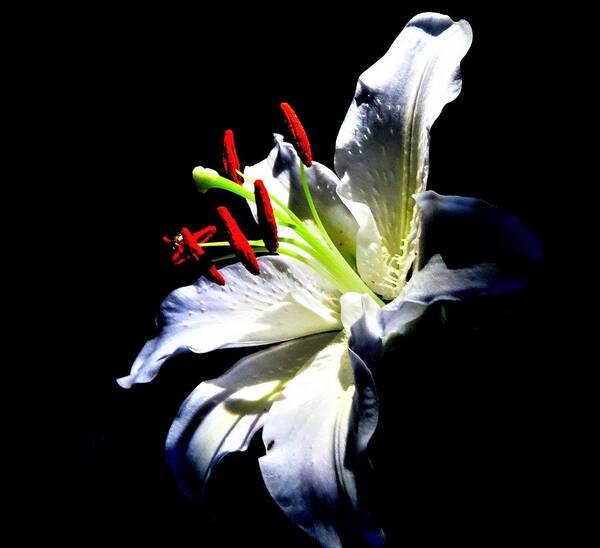 Flowers Poster featuring the photograph Lily Looking Toward the Light by Linda Stern