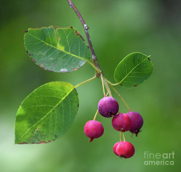 Serviceberry Poster featuring the photograph Luscious Berries - Serviceberry by Kerri Farley