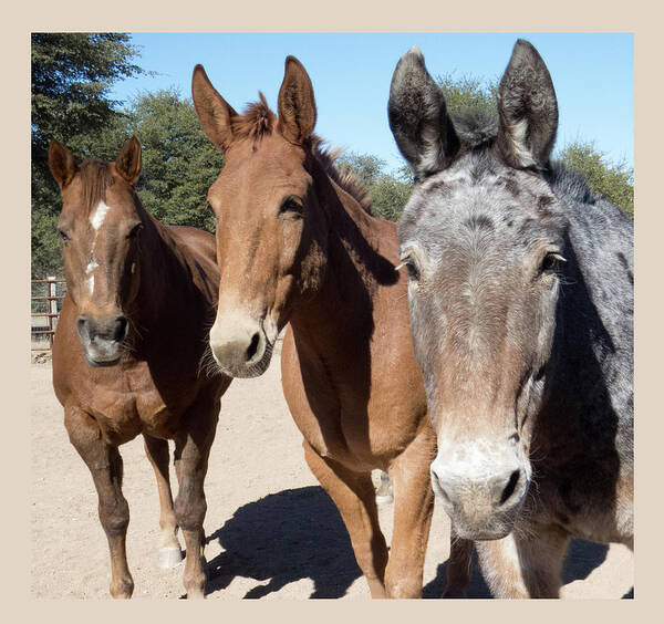 Three Poster featuring the photograph Mules and Horses by Christy Garavetto