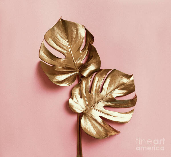 Monstera Poster featuring the photograph Natural luxury still life. Golden monstera leaves on pastel pink by Jelena Jovanovic
