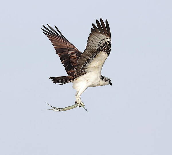 Osprey Poster featuring the photograph Osprey with a Needle Fish 3 by Mingming Jiang