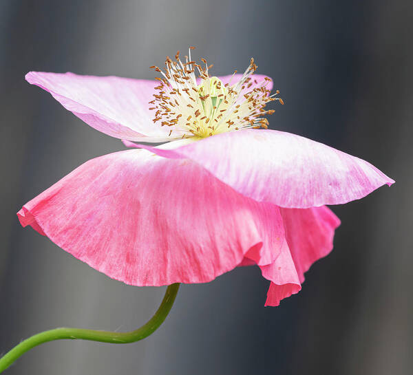 Poppy Poster featuring the photograph Pink Poppy 2021-2 by Thomas Young