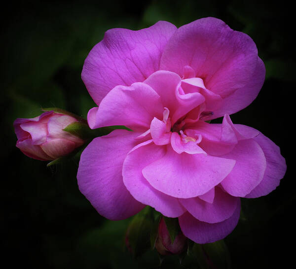 Pink Poster featuring the photograph Pink Rose Bloom and Bud Vignetted by James C Richardson