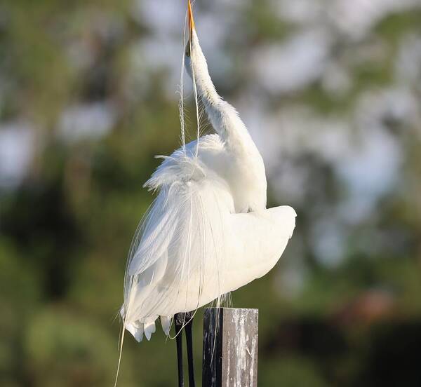 Great Egret Poster featuring the photograph Pluming Feathers One at a Time by Mingming Jiang