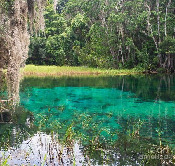 Spring Poster featuring the photograph Rainbow Springs State Park by L Bosco