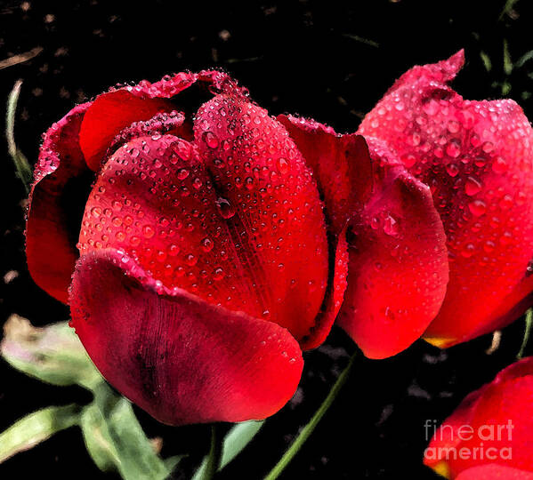 Tulips Poster featuring the photograph Raindrops on Tulips by Jeanette French