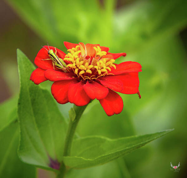 Grasshopper Poster featuring the photograph Red Zinnia by Pam Rendall