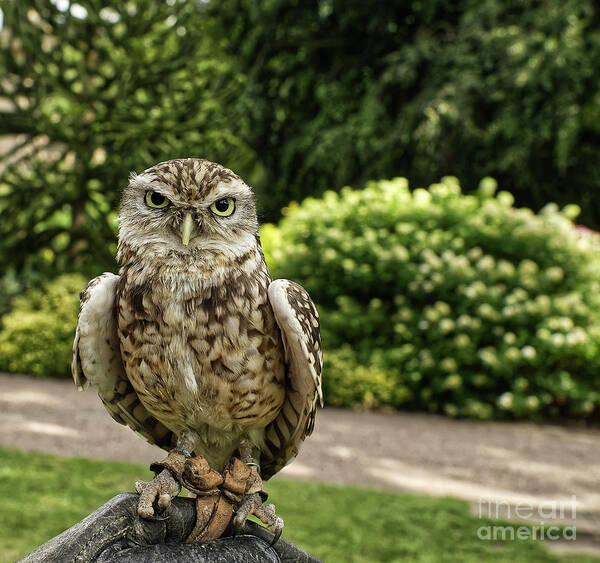 Screech Owl Poster featuring the photograph Screech owl in a park in York UK by Pics By Tony