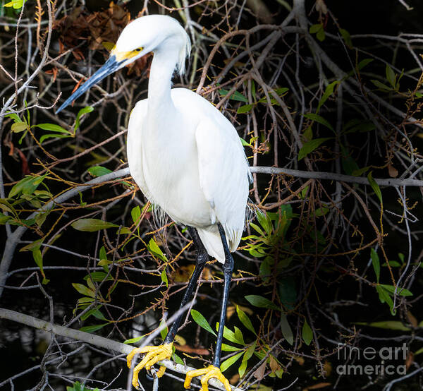 Snowy Egret Poster featuring the photograph Snowy Egret at Eagle Lake Park in Florida by L Bosco