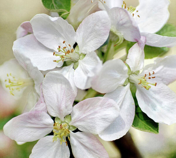 Apple Blossoms Poster featuring the photograph Spring Awakening by Kathi Mirto