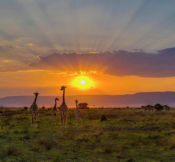 Africa Poster featuring the photograph Sun Flaring Giraffes by Laura Hedien