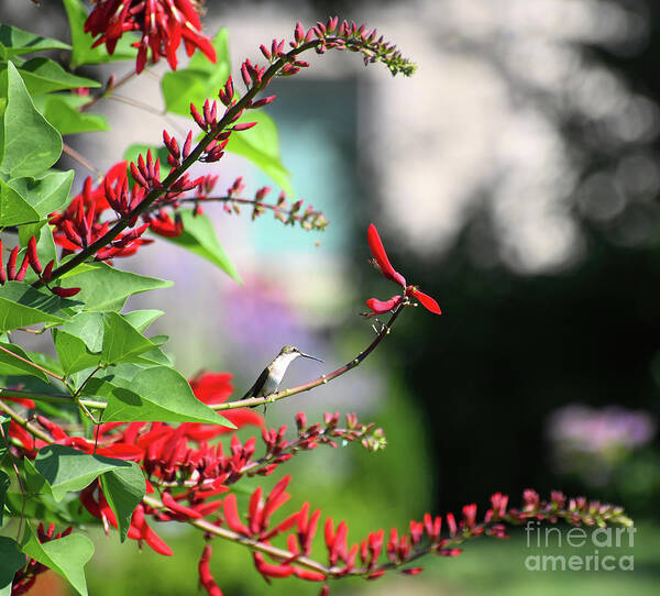 Hummingbird Poster featuring the photograph Walking on Sunshine by Kerri Farley