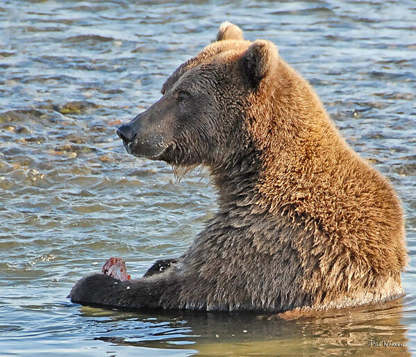 Bear Poster featuring the photograph Salmon for Dinner by Dyle  Warren