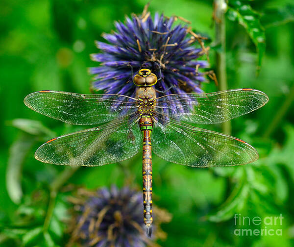 Terry Elniski Photography Poster featuring the photograph Dragon Fly #1 by Terry Elniski