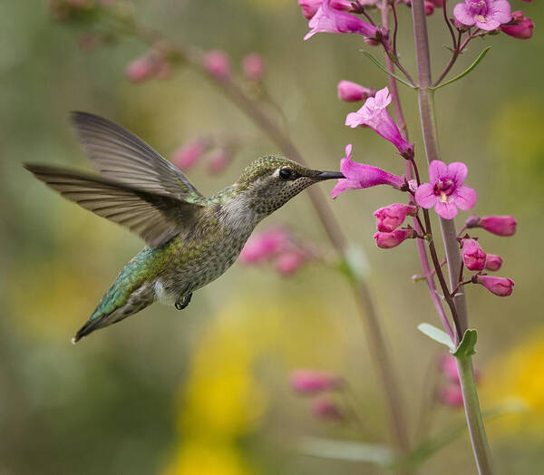 Hummingbird Poster featuring the photograph Hummingbird Heaven #3 by Saija Lehtonen