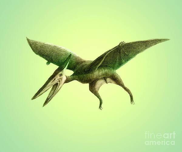 Dinosaur Poster featuring the photograph Pterodactyl, Cretaceous Dinosaur #2 by Spencer Sutton
