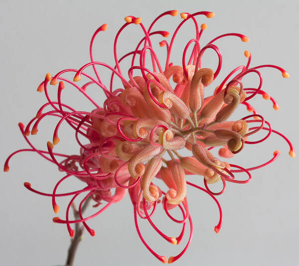 Grevillea Flower Poster featuring the photograph Grevillea flower #10 by Shirley Mitchell