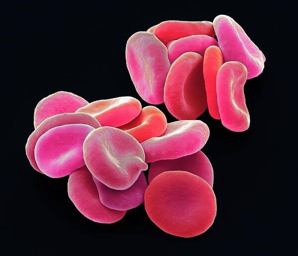 3 Dimensional Poster featuring the photograph Red Blood Cells #10 by Steve Gschmeissner