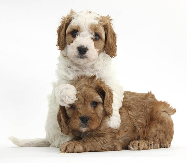 Red-and-white Cavapoo Puppies Poster featuring the photograph Cavapoo Puppies Hugging #2 by Mark Taylor