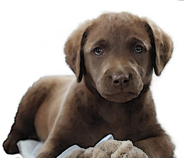 Chesapeake Bay Retriever Poster featuring the digital art Chessie #2 by William Love