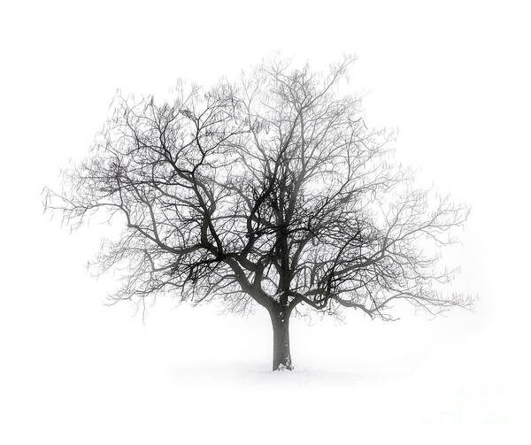 Tree Poster featuring the photograph Lone winter tree in fog by Elena Elisseeva
