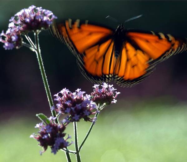 Butterfly Poster featuring the photograph Butterfly #6 by Yue Wang