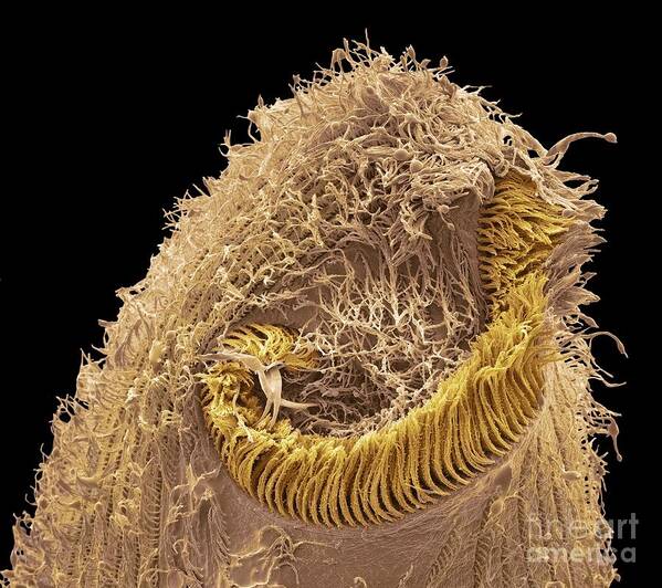 Animal Poster featuring the photograph Climacostomum Protozoan, Sem #7 by Steve Gschmeissner