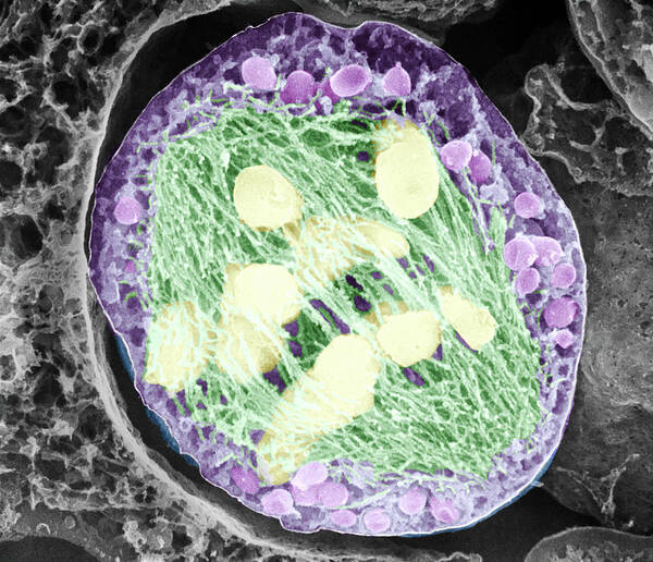 Nobody Poster featuring the photograph Dividing Pollen Cell #7 by Professor T. Naguro