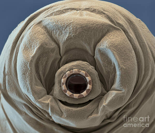 Paramacrobiotus Fairbanki Poster featuring the photograph Water Bear #7 by Eye of Science and Science Source