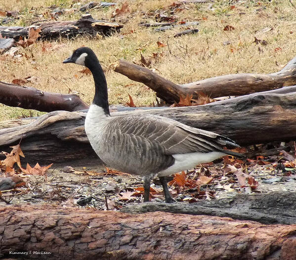 a Goose In Virginia Poster featuring the photograph A Goose in Virginia by Kimmary MacLean