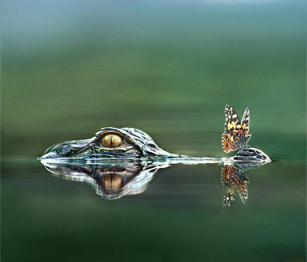 Feb0514 Poster featuring the photograph American Alligator And Butterfly by Tim Fitzharris