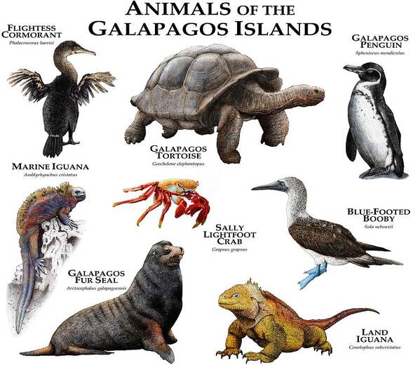 Animal Poster featuring the photograph Animals Of The Galapagos Islands by Roger Hall