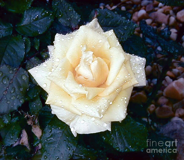 Rose Poster featuring the photograph April Morning by Alys Caviness-Gober